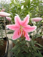 [1773 Sorbonne 2N No01.JPG]